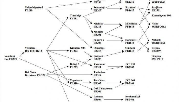 WSU Paper On Foundation Wagyu Animals, Parentage And Relationships