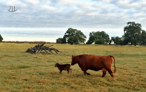 Rocking 711 Wagyu Calf