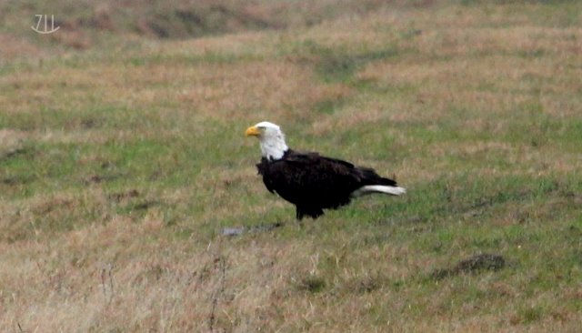 Bald Eagle