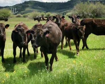 Wagyu Basics