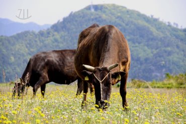 Wagyu Cattle