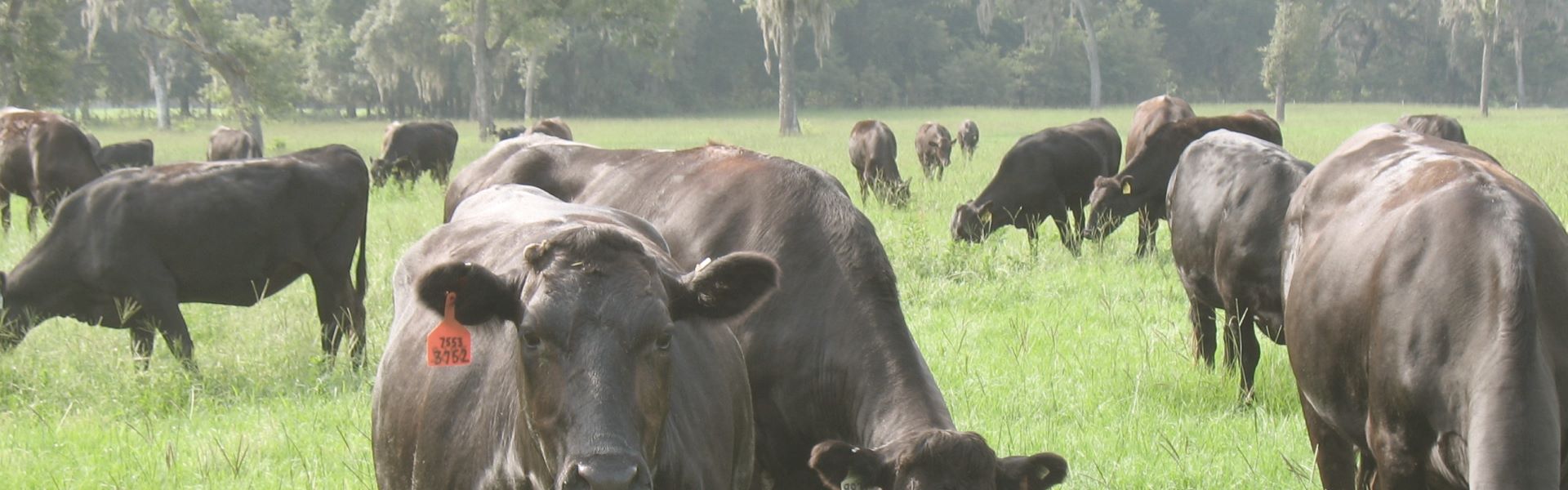 Wagyu Grass Feeding