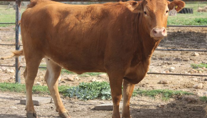 Rocking 711 Ranch Consigns Wagyu Seedstock Genetics To 7th Annual “Steaks Are High” Sale