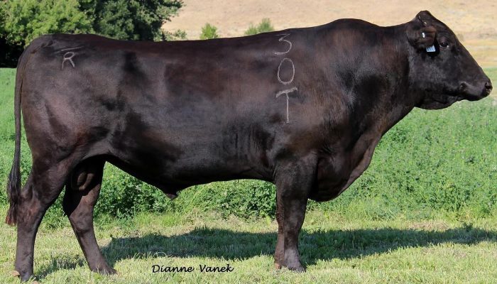 How We Used The “TWA Elite Wagyu Performance Test” To Confirm That “Shigeshigetani 30T” Is In Fact An Outstanding Sire While Also Identifying 3 Promising New Young Bulls
