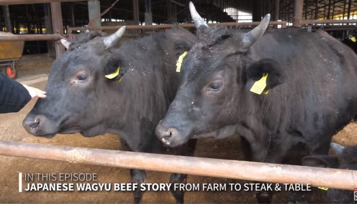 VIDEO – Only In Japan – Wagyu Beef From Farm To Table
