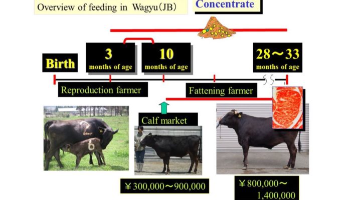 AJAS – The Japanese Wagyu Beef Industry: Current Situation And Future Prospects – A Review