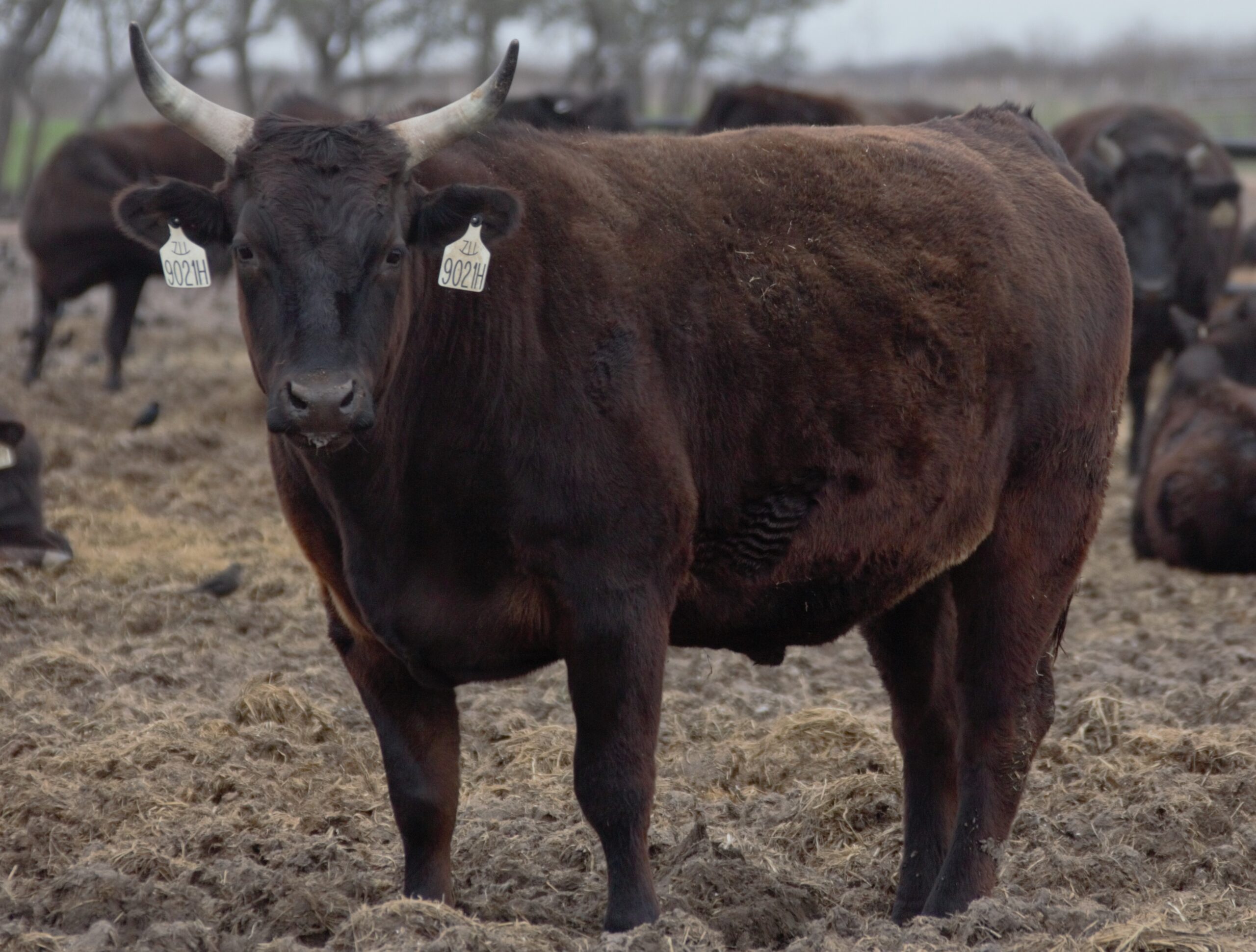 Finished Steers Rocking 711 Ranch Finished Steers Rocking 711 Ranch